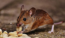 24 Hour & Emergency Exterminators in Granite, UT